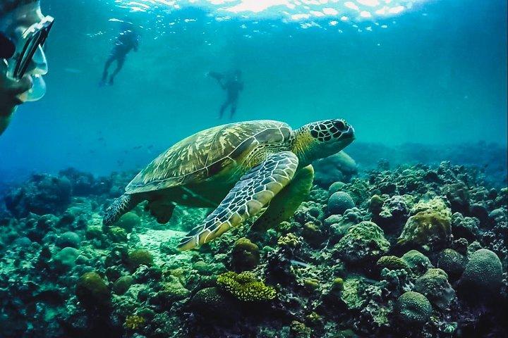 Full-Day Moalboal Islands and Kawasan Falls Small-Group Tour from Cebu