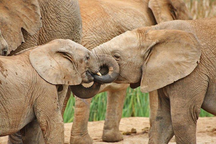 Addo Elephant National Park Tour - Full day of Wildlife Wonders