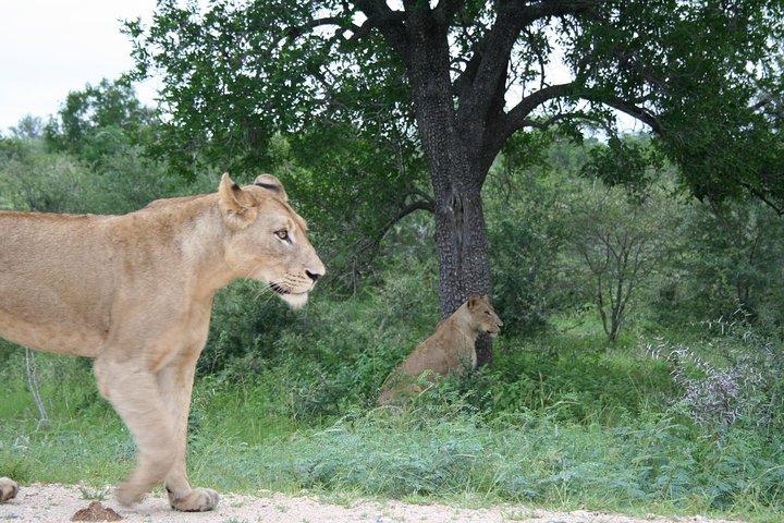 Full-Day Big 5 Safari from Hazyview