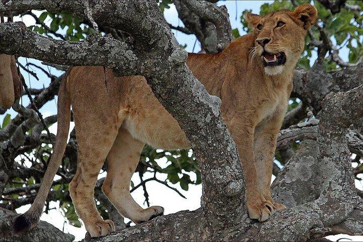 4-Day Tanzania Camping Safari to Lake Manyara, Serengeti, and Ngorongoro Crater