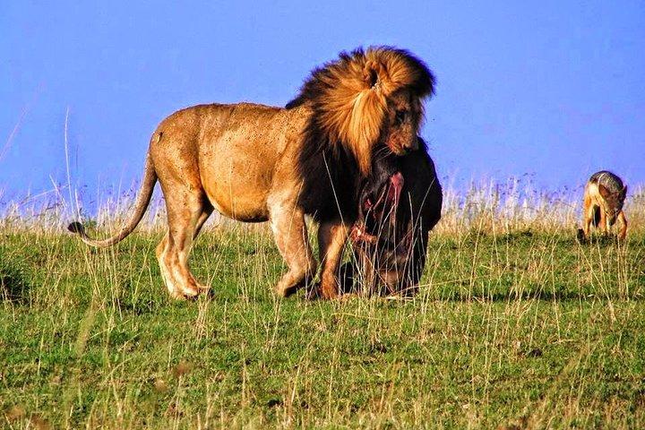 3 Days Samburu Wildlife Luxury Safari on 4x4 Land Cruiser Jeep