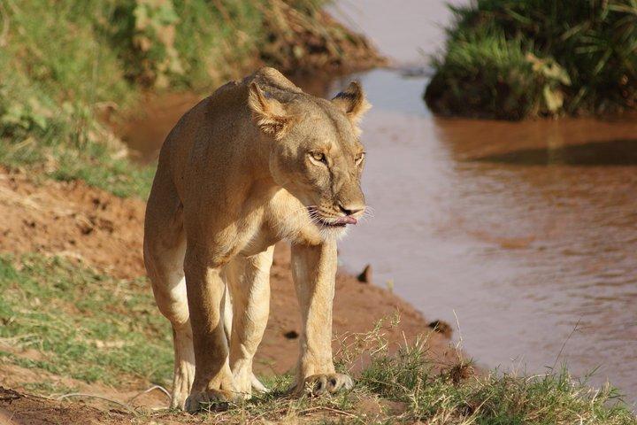 13 Days Kenya Wildlife Safari Trail on 4xx4 Land Cruiser Jeep