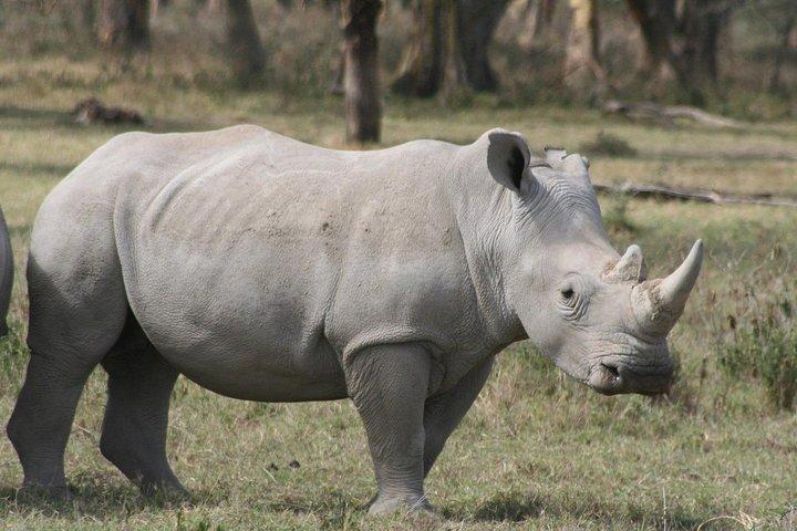 Lake Nakuru Day Trip From Nairobi