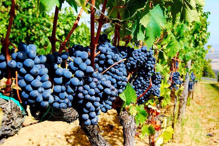 Pienza, Montalcino, Brunello Wine and Pecorino Cheese PRIVATE TOUR from FLORENCE