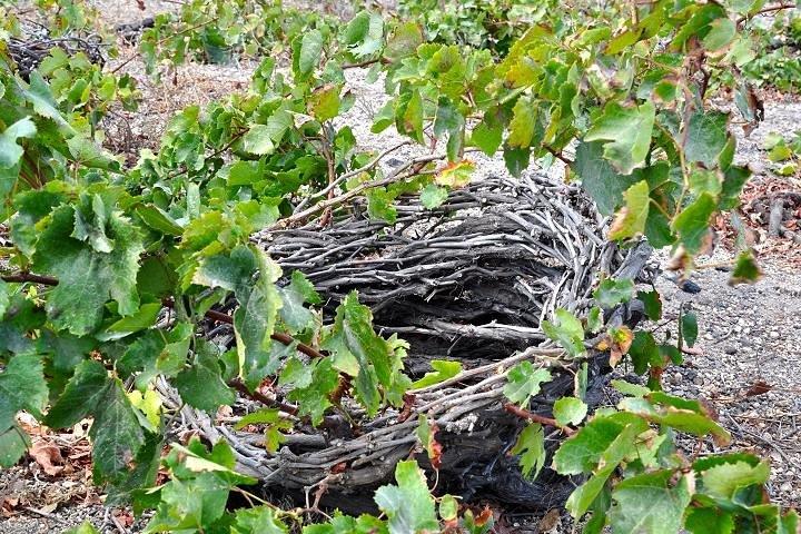 Santorini: 4hrs Small Group Wine Tasting Tour with Local Bites