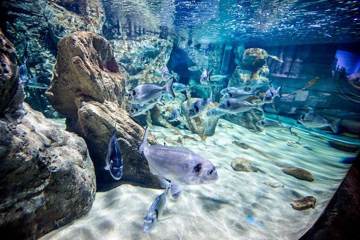 Malta National Aquarium Entrance Ticket