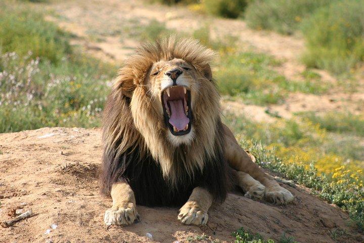 Full-Day Pilanesberg Nature Reserve and Sun City Tour from Johannesburg