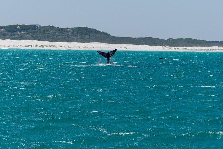 Whale Watching Tour from Cape Town