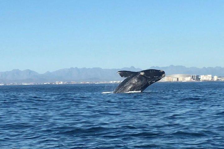 Whale Watching Tour from Cape Town