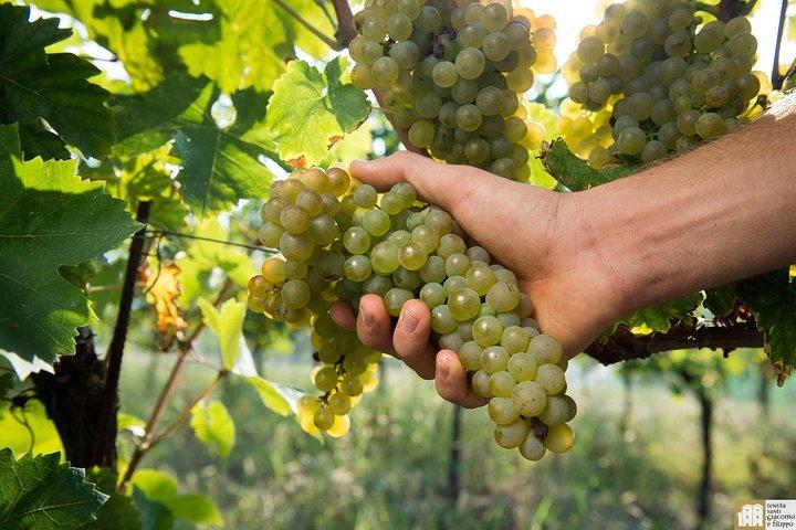 Wine Class and Tasting in Milan - Semi Private tour