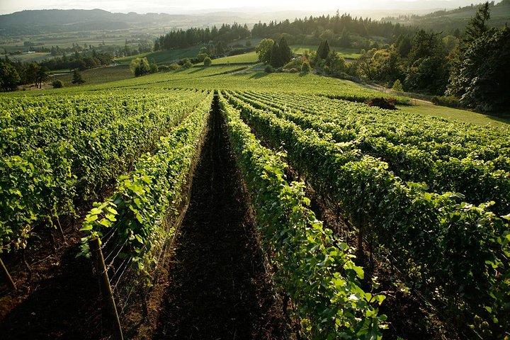 Chianti Vineyards Tours in Private Luxury Van from Florence