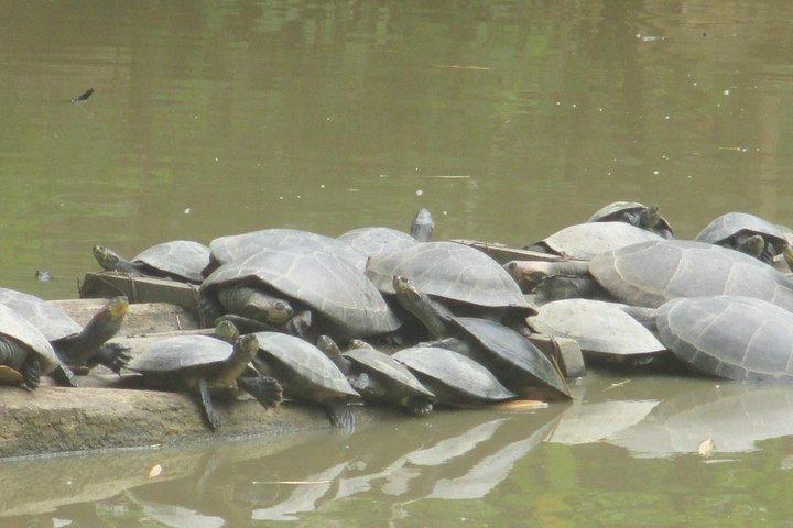 4-Day Amazon Wildlife Tour in Pacaya Samiria National Reserve from Iquitos, Peru