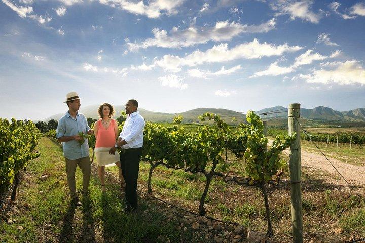 Stellenbosch Wine Tour half day from Cape Town