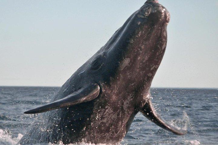 Marine Big 5 Safari full day trip from Cape Town