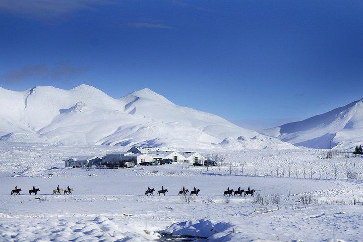 Icelandic Horseback Riding Tour Including Pick Up from Reykjavik