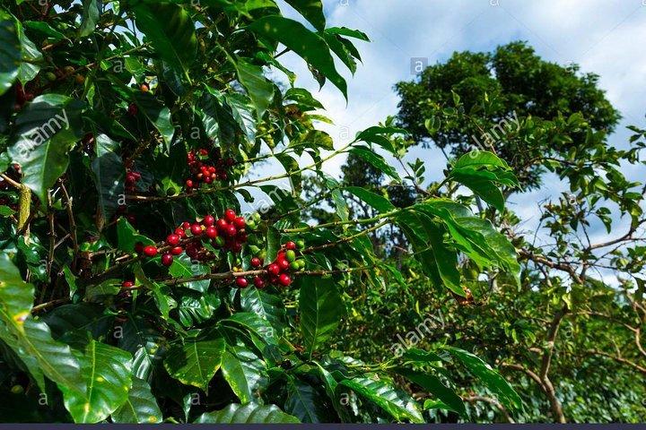 Day trip DOKA Coffee Plantations & La paz Waterfall Gardens