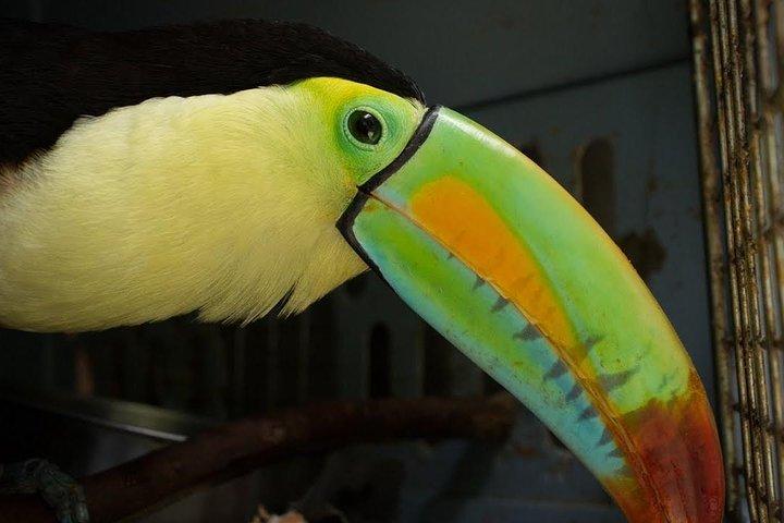 Day Trip from San Jose to Sloths & other wildlife Rescue Center