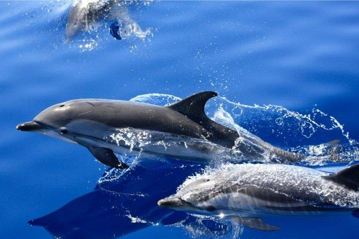 Lobos Island - The dolphin route
