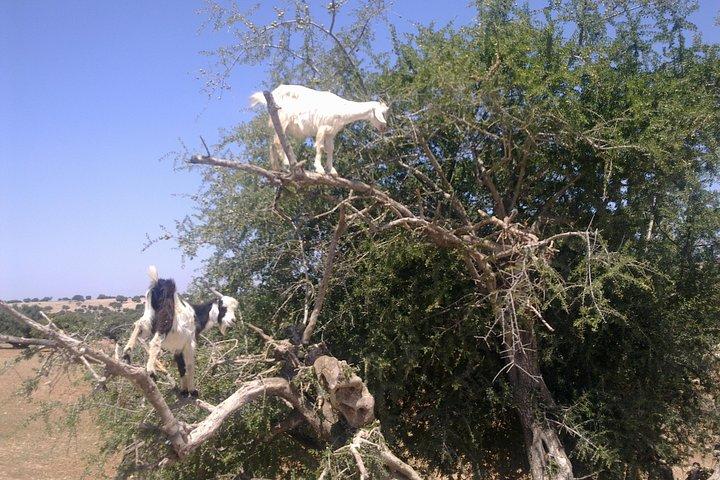 Private Day Trip from Marrakech to Essaouira City