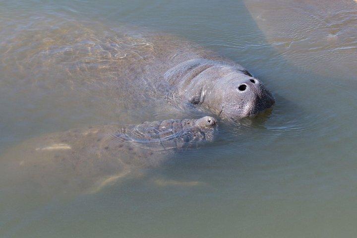 Dolphin & Manatee Kayaking Tour in Orlando Area