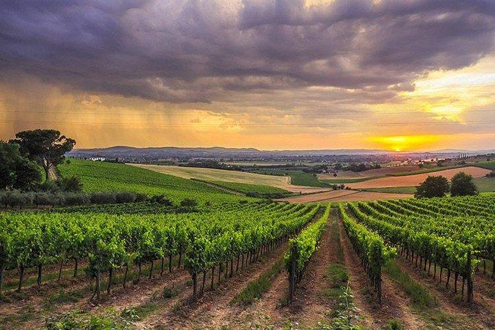 Tuscany Brunello wine tour (12hrs) Montalcino, Montepulciano