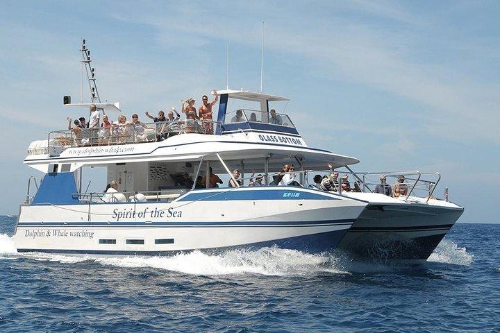 Dolphin and Whales watching cruise from Puerto Rico de Gran Canaria