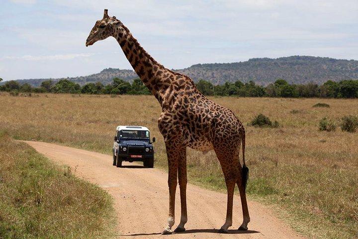 3-Day Sweetwaters: Ol Pejeta Conservancy Safari from Nairobi