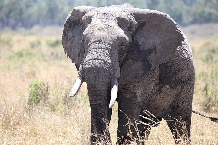6-Day Samburu, Lake Nakuru, and Masai Mara Safari