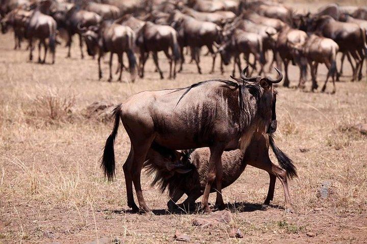 8-Day Amazing Kenya Holiday Safari