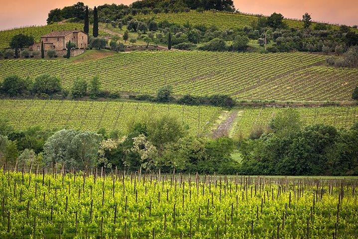 Private tour Brunello di Montalcino and Nobile di Montepulciano wine experience in Tuscany
