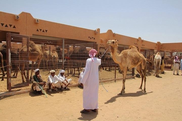 Private Tour: Full Day Al Ain City Tour From Dubai