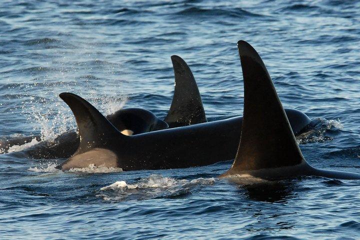 Victoria Whale Watching Tour by Zodiac