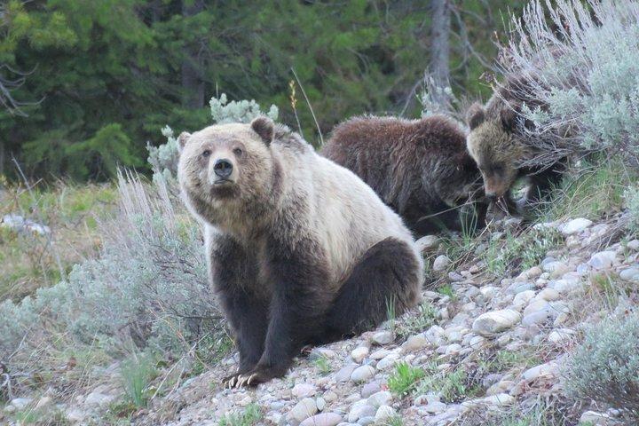 Grand Teton National Park - Full-Day Guided Tour from Jackson Hole