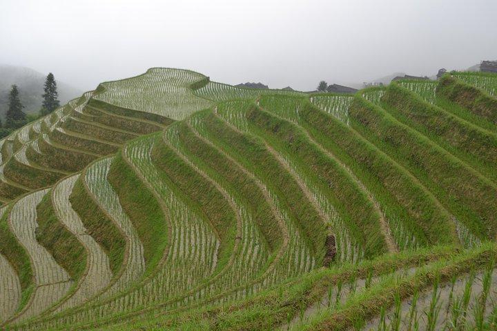 Longji Rice Terraces with Minority Village Private Day Tour