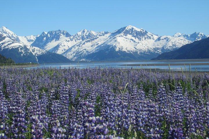Wildlife and Glaciers with a walk in the Rainforest