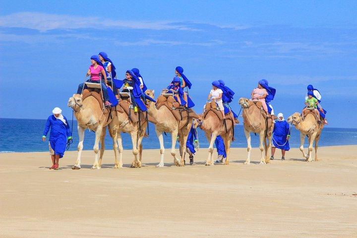 Cabo Beach Camel Ride, Mexican Buffet and Tequila Tasting