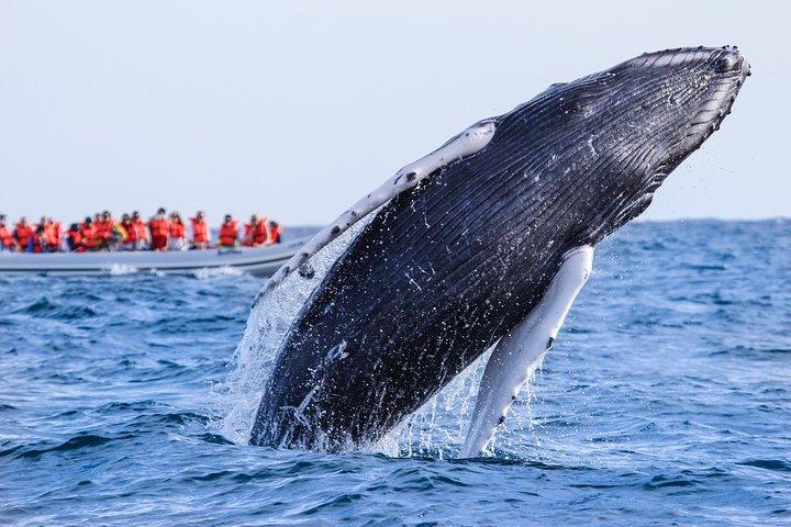 Whale Watching, The Famous Arch and Fast Boat Tour in Los Cabos