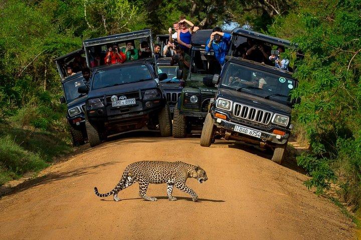 Private 02 Day Leopard Safari in Yala from Colombo