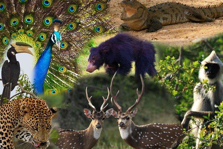 Private 02 Day Leopard Safari in Yala from Colombo