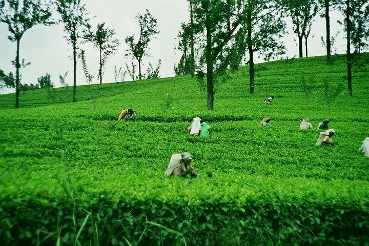 Delights of Sri Lanka