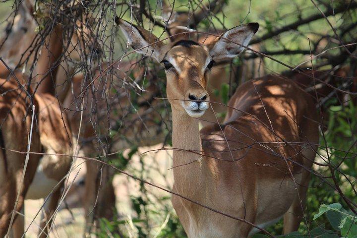 Pilanesberg National Park Full Day Safari From Johannesburg