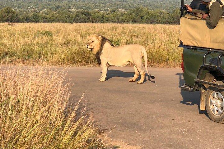 Pilanesberg National Park Full Day Safari From Johannesburg