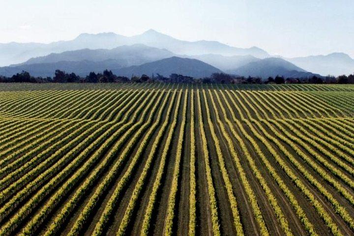 Full-Day Marlborough Wine Tour from Blenheim