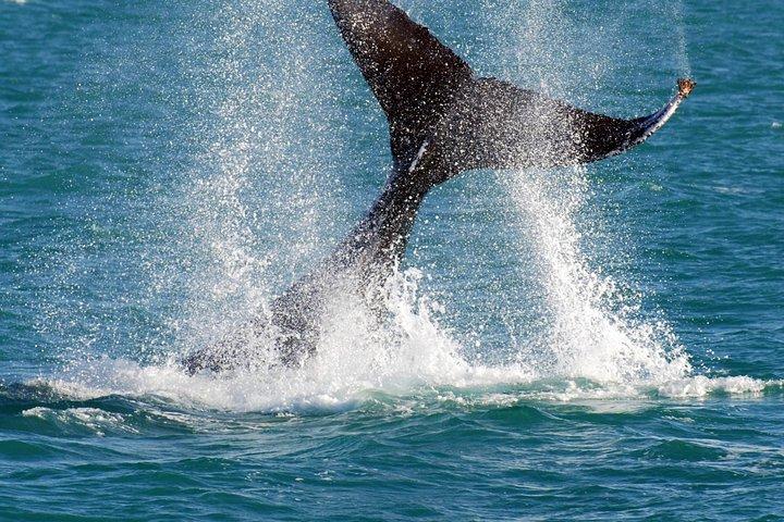 2 Hour Whale-Watching Cruise from Hillarys Boat Harbour