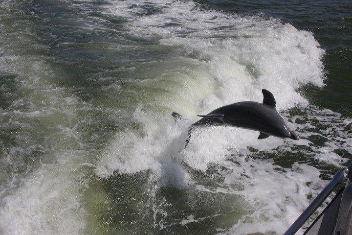 Everglades Day Safari from Fort Myers/Naples Area