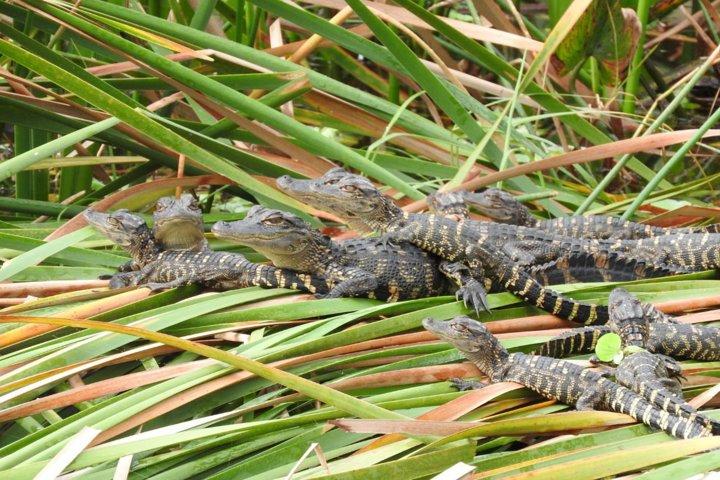 Western Everglades Adventure Tour
