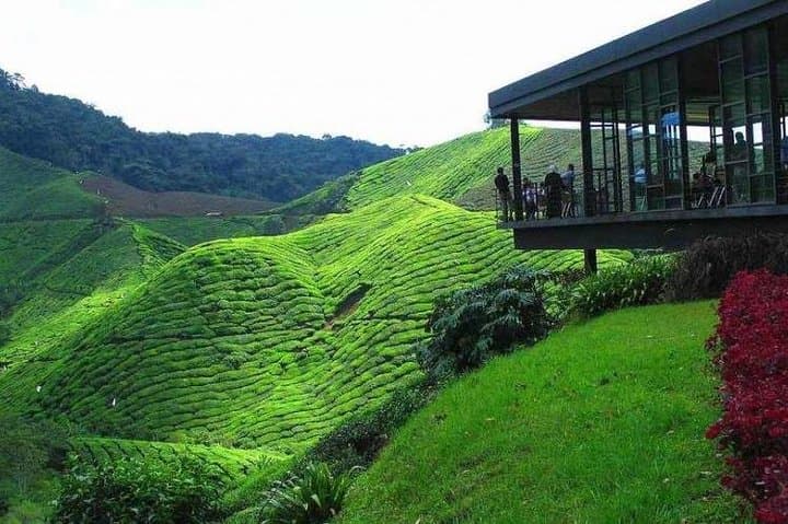 Cameron Highland Day Tour from Kuala Lumpur