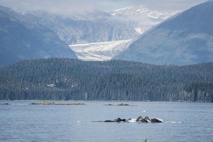 Mendenhall Glacier Park and Ultimate Whale Watch Combo