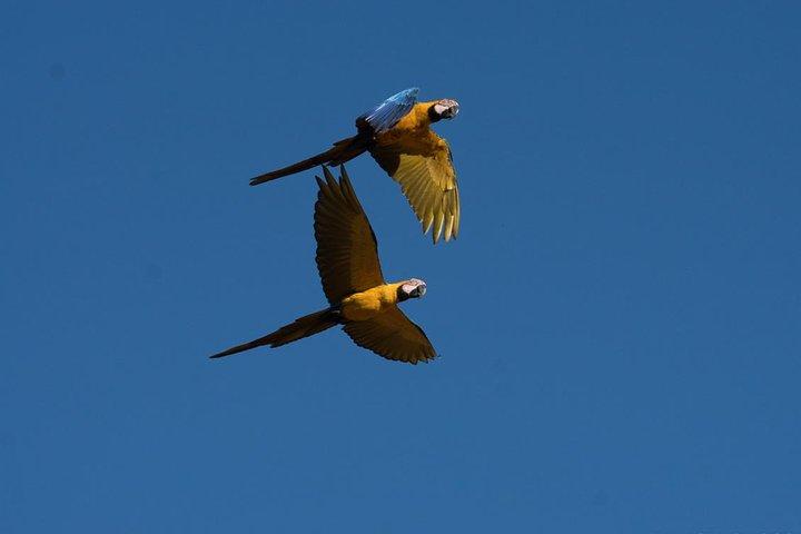 Tambopata tour Macaw Clay Lick 2 days