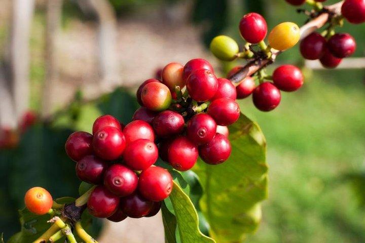 Private Jardin Trip: Colombian Coffee Tour & Tasting, Medellin